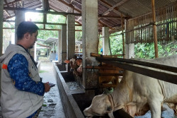 Pastikan Hewan Kurban Bebas dari Penyakit, Pemkot Jogja Rutin Lakukan Pemantauan