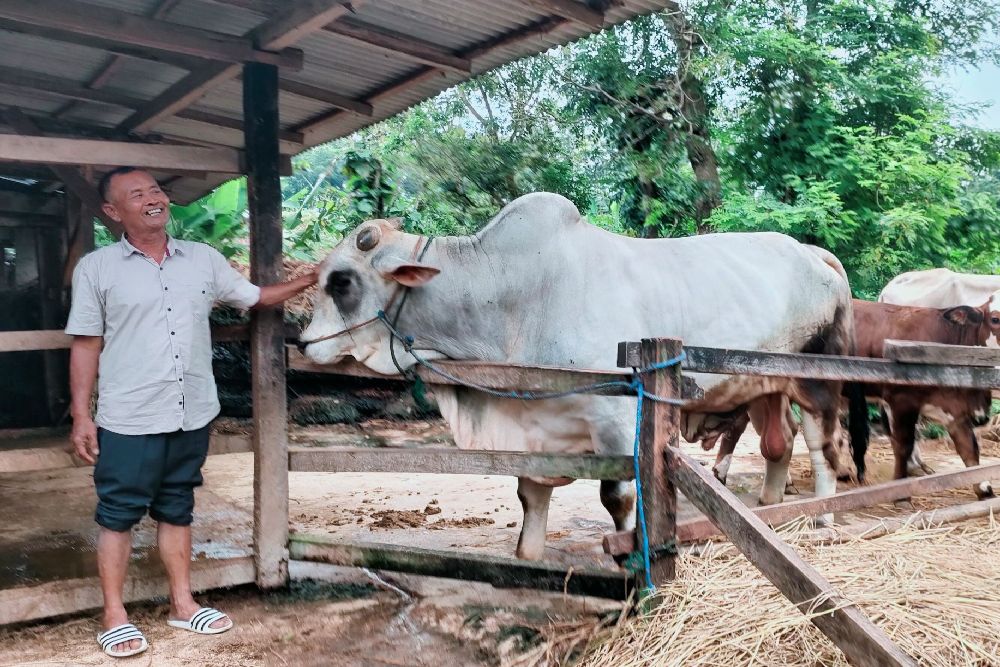 3 Sapi Asal Gunungkidul Dibeli Presiden Prabowo untuk Kurban