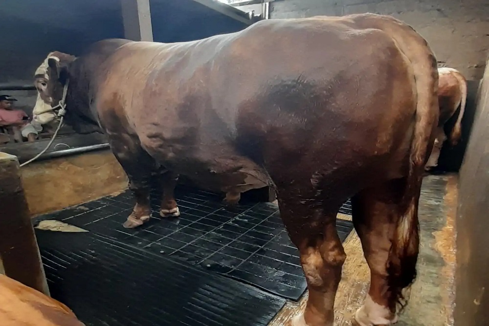Ini Sapi Gemoy Milik Peternak Boyolali yang Dibeli Prabowo Rp100 Juta