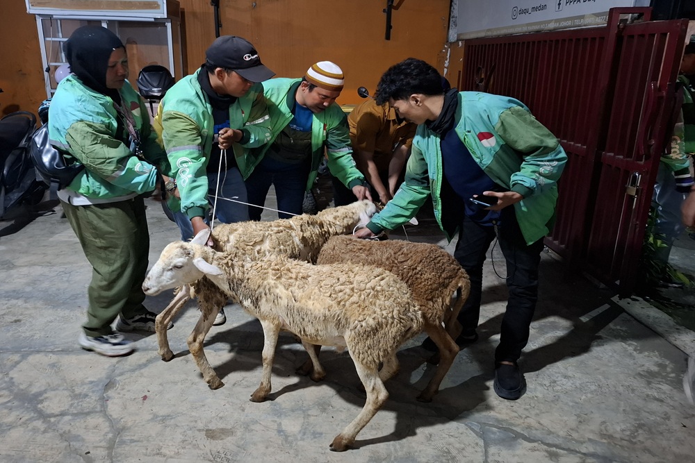 Mitra Pengemudi Dapat Ratusan Ekor Kambing Kurban