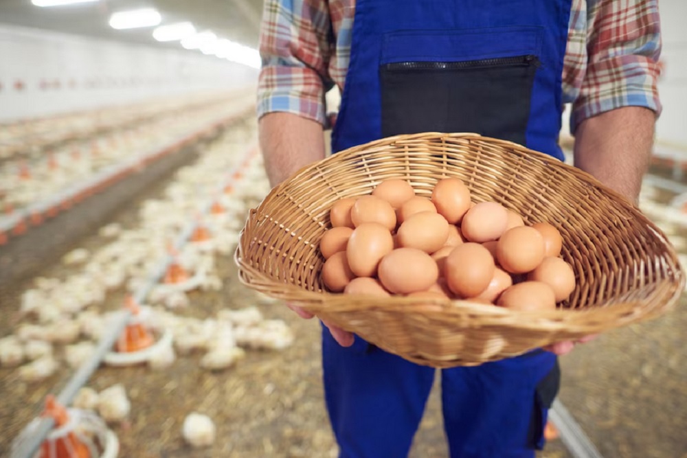 Harga Pangan Hari Ini, Senin 9 Juni 2025, Telur Turun Tipis, Cabai Rawit Sedikit