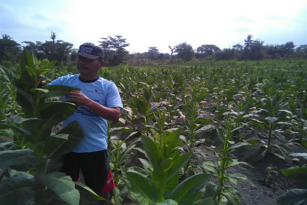 Bupati Ungkap Gudang Garam Sementara Tidak Beli Tembakau di Temanggung, Ini Alasannya