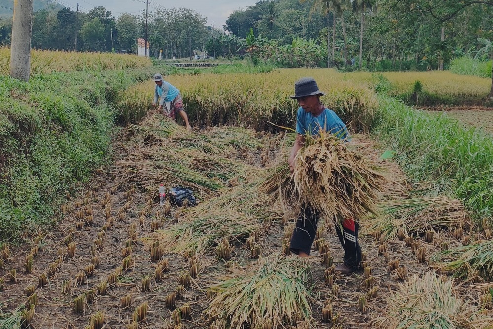 Masuk Masa Panen Raya Padi, Pemkab Gunungkidul Optimistis Surplus Beras Tahun Ini