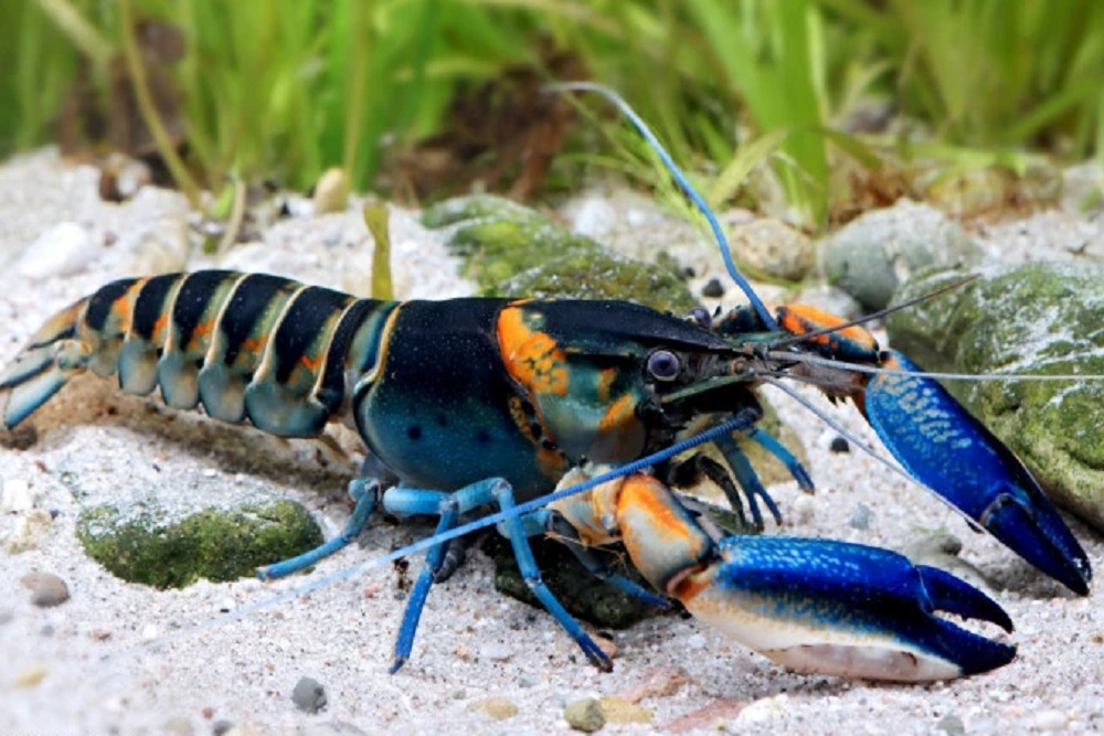 Tim Peneliti UGM Temukan Tujuh Spesies Baru Lobster Air Tawar di Papua Barat