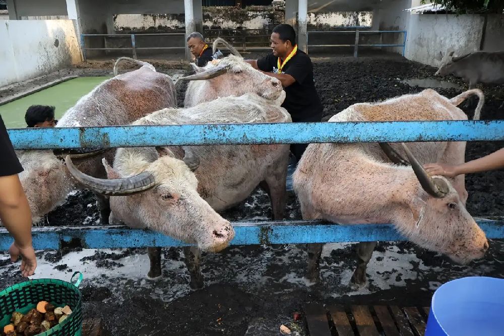 Penjelasan Ilmiah Kebo Bule Milik Keraton Solo Berwarna Abu-abu Kemerahan, Selalu Dikirab Saat 1 Suro