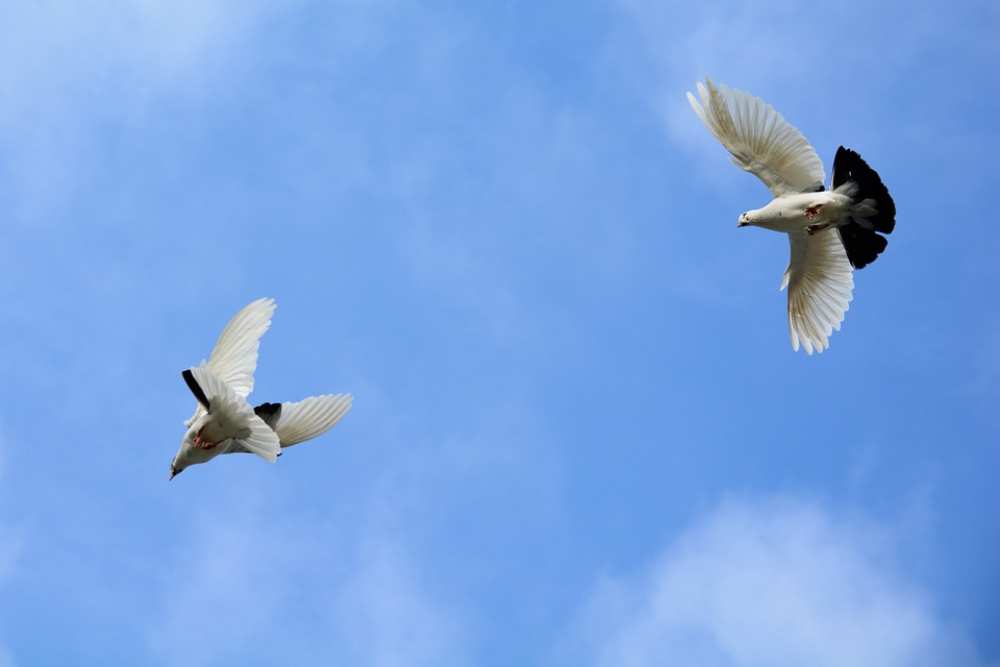Penelitian: 500 Spesies Burung Berpotensi Punah