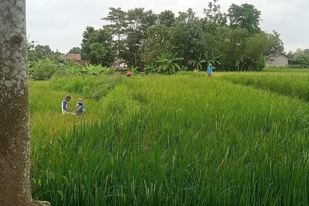 Serangan Hama Tikus Merusak 8 Hektare Sawah di Trirenggo Bantul