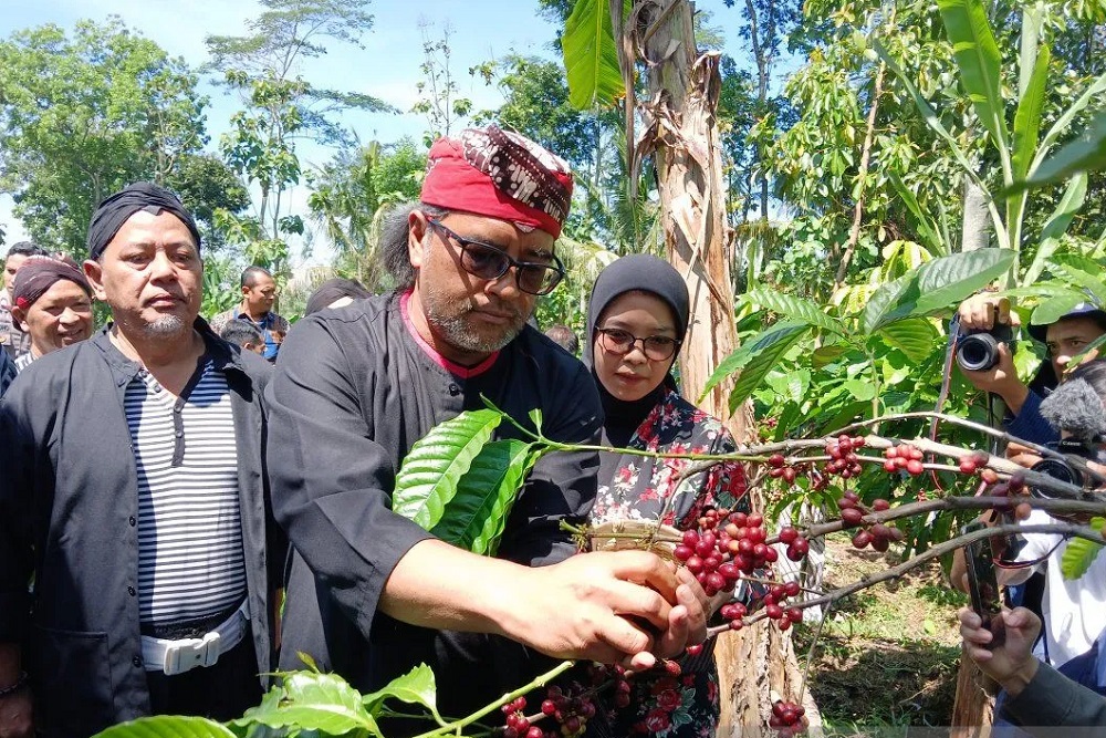 Jaga Kualitas, Petani Kopi Temanggung Diminta Petik Biji Merah