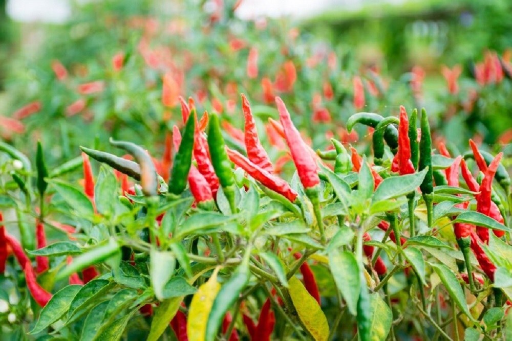 Harga Cabai Rawit Rerata Nasional Pagi Ini Rp62.265 per Kilogram