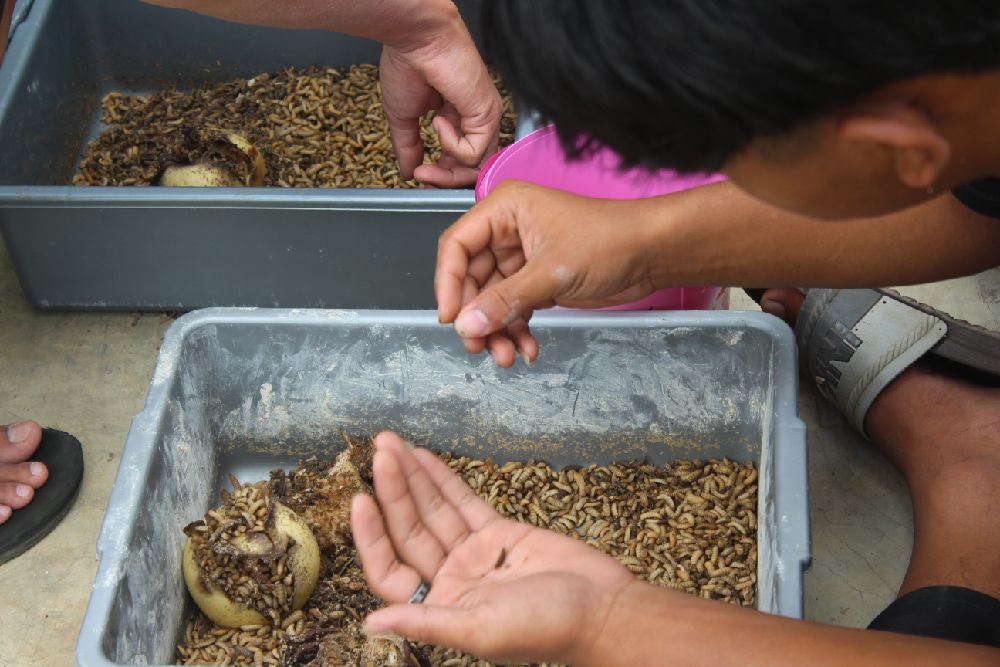 Program Budidaya Maggot oleh Mahasiswa KKN IPB di Wonogiri, Solusi Sampah Organik dan Peluang Ekonomi