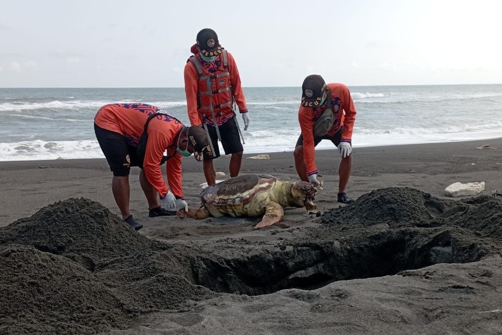Penyu Ditemukan Mati di Pantai Baru, Diduga Telan Sampah Plastik