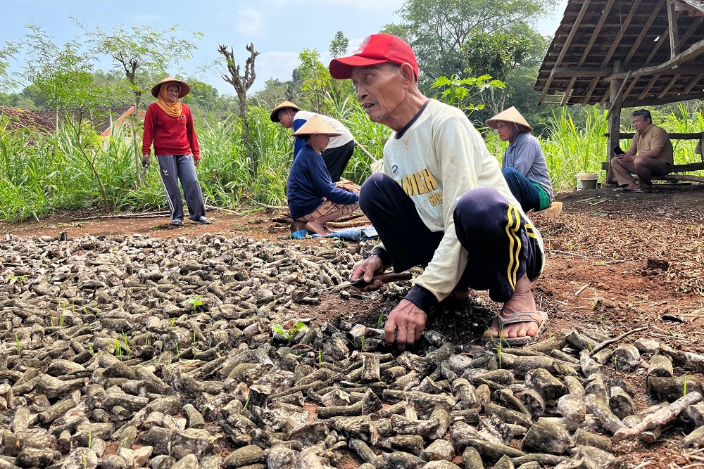 Masuk Panen Raya, Harga Singkong di Gunungkidul Anjlok
