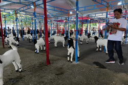 Ratusan Kambing Mahal Ikuti Kontes di Sragen