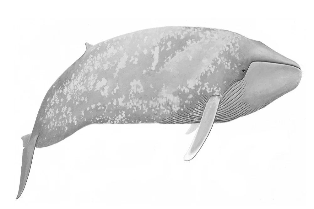 Fosil Paus Purba Berusia 26 Juta Tahun Ditemukan di Australia