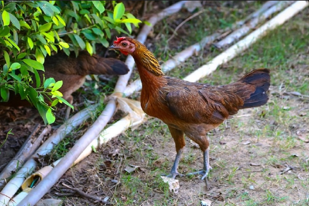 Punya Potensi Tinggi, UGM Dampingi Peternak Ayam Jowo Super di DIY