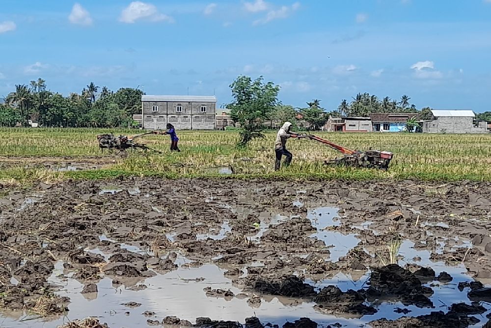 Perubahan Perda LP2B Bantul, Petani Bakal Dapat Insentif Pajak dan Infrastruktur