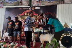 Kontes Nasional Kambing Kaligesing Memperebutkan Piala Gubernur DIY