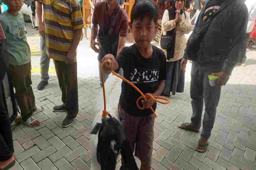 Peternak Cilik Turut Ikut Kontes Nasional Kambing Kaligesing di Kulonprogo