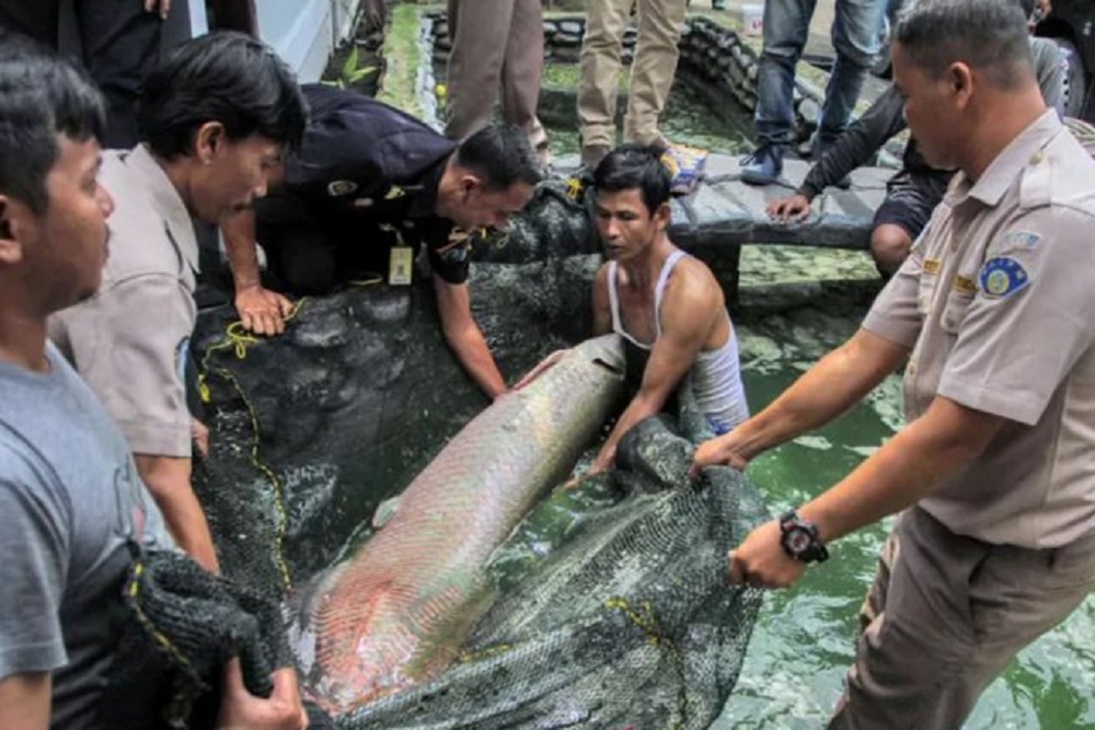 Tren Hobi Pelihara Ikan Invasif, Awas Ancaman Pidana!