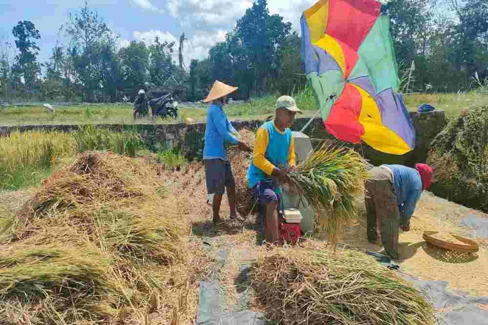 Fenomena Kemarau Basah, Petani Semin Bisa Panen Padi Setahun 3 Kali