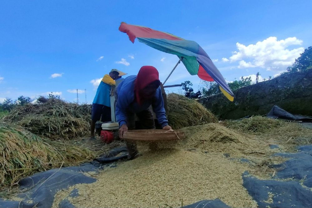 Sekolah Iklim Penting untuk Optimalkan Hasil Pertanian di Gunungkidul