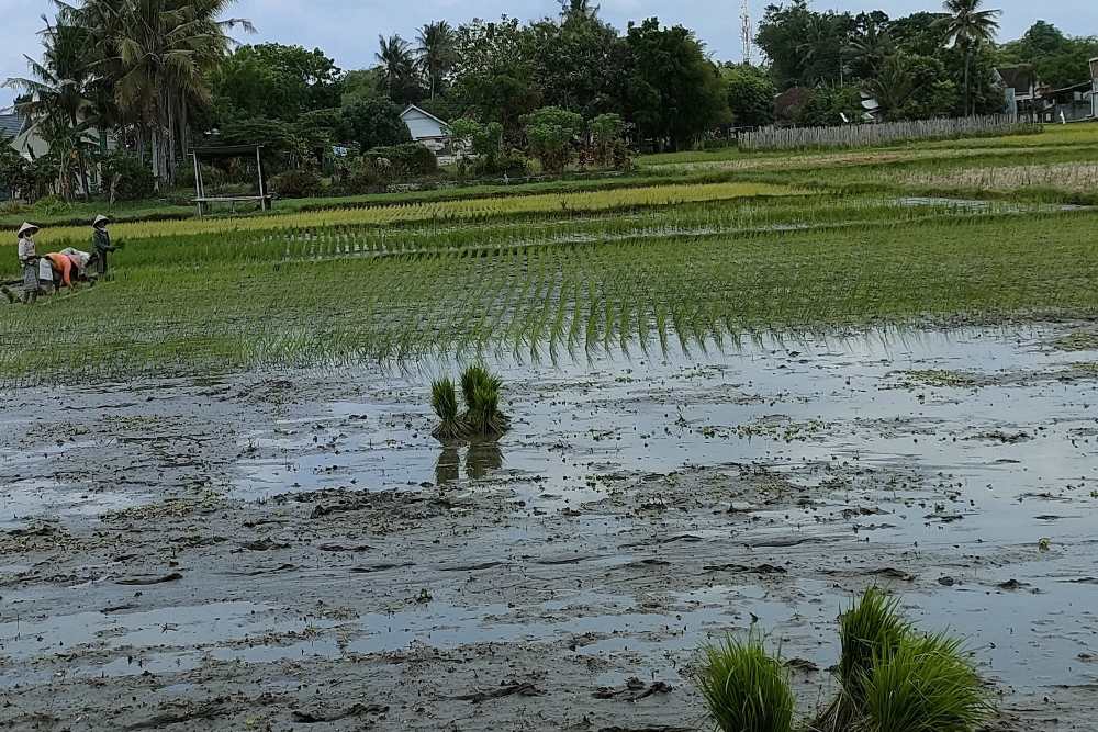 Kulonprogo Masuki Masa Tanam Pertama, Petani Berdatangan ke Sawah