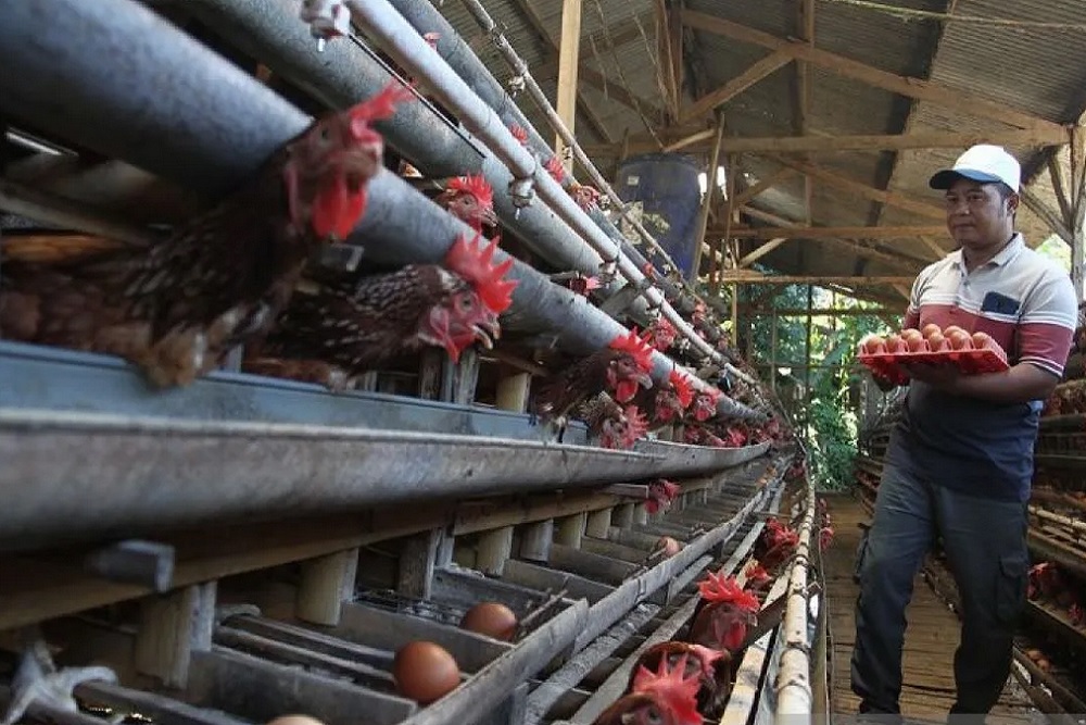 Indonesia Surplus Telur di Tengah Eggflation Global