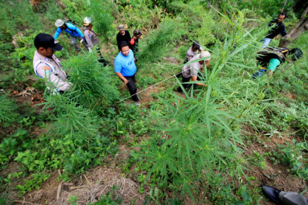 Polres Metro Depok Ungkap Peredaran Ganja Capai 78,6 Kg Selama Sebulan