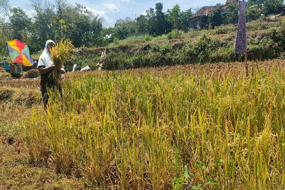 Ratusan Hektare Sawah di Gunungkidul Belum Panen