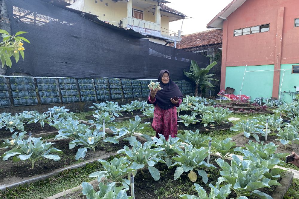 Ibu-ibu di Rejowinangun Jogja Sulap Tembok Jadi Lahan Tanam Sayur