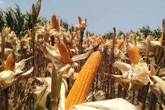 Catat Produksi Jagung Akhir Tahun Berpotensi Turun 5,14 Persen