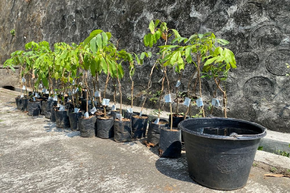 Wah, Ada Wakaf Kebun Kelengkeng Produktif di Kulonprogo
