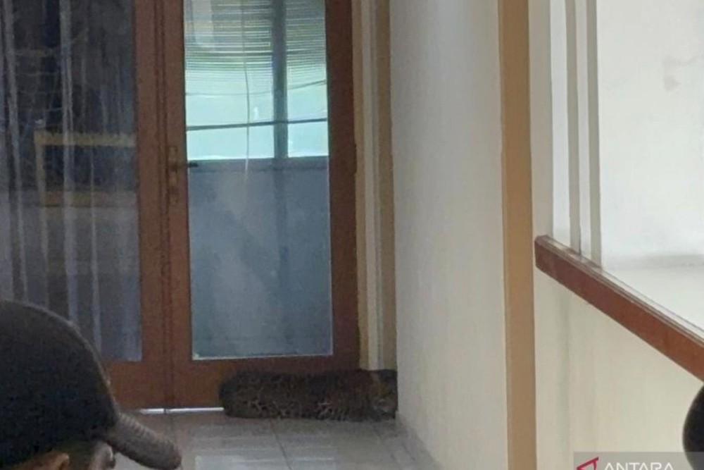 Geger, Macan Tutul Masuk ke Lantai 2 Hotel di Bandung