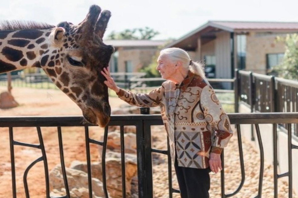 Obituarium Jane Goodall, Sang Legenda Ahli Primata