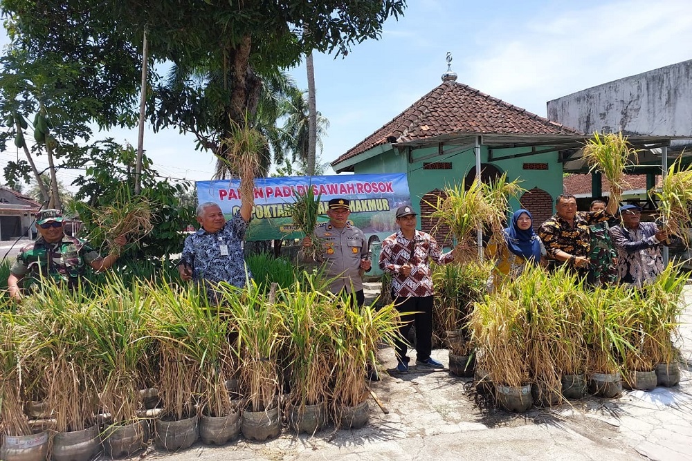 Petani Ponjong Gunungkidul Manfaatkan Rongsok untuk Tanam Padi Sawah