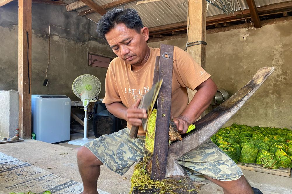 Tembakau Siluk Masih Jadi Kebanggaan Selopamioro di Bantul
