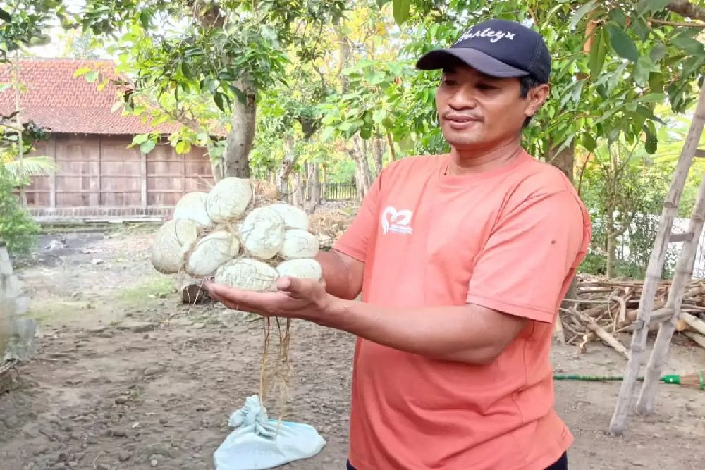 Seorang Nenek di Sragen Temukan 13 Butir Telur Ular Piton di Jerami