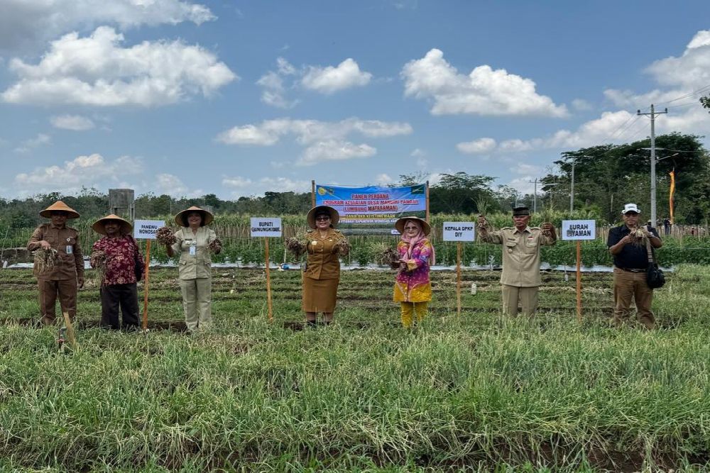 Petani Lumbung Mataraman Piyaman Wonosari Panen Perdana Bawang Merah