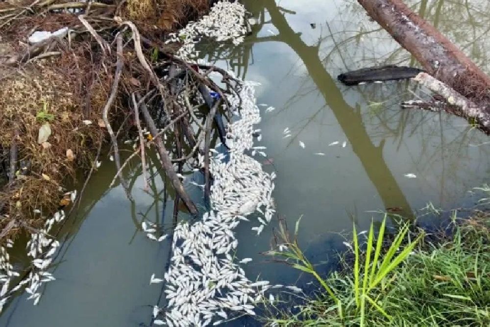 Ribuan Ikan di Aceh Jaya Mati Bikin Geger Warga
