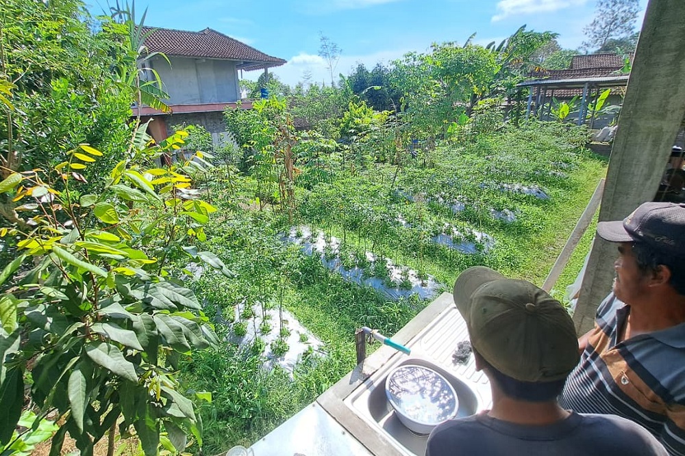 Status Sentra Salak Sleman Terancam Hilang, Produksinya Tak Berkembang