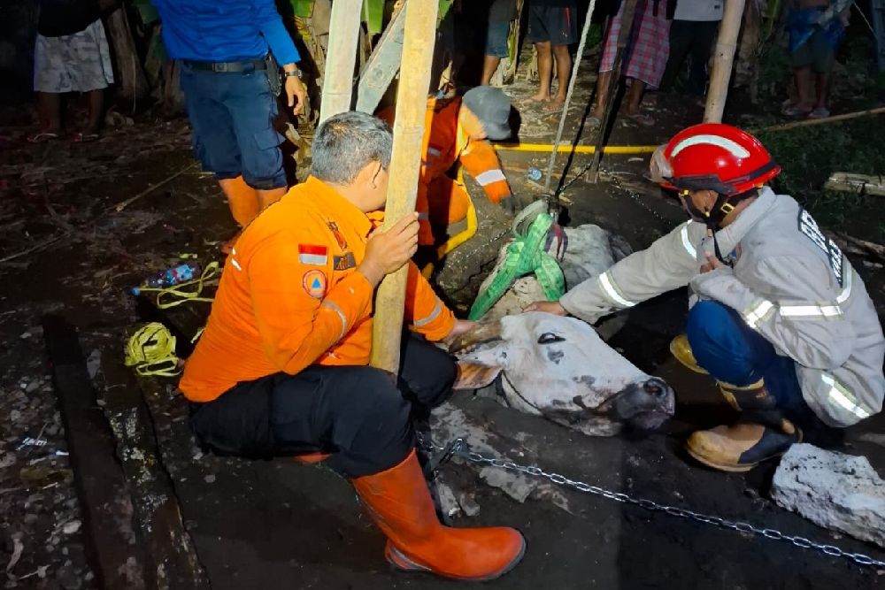 BPBD Bantul Evakuasi Sapi Terperosok ke Buangan Limbah
