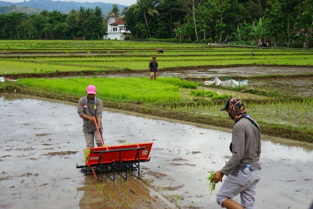 BRMP DIY Kenalkan Alat Tanam Padi Manual kepada Petani di Kulonprogo