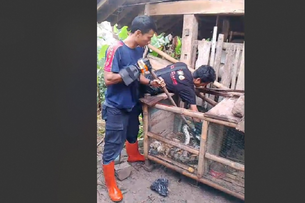 Ular Sowo Kembang Masuk Kandang Ayam, Damkar Kulonprogo Turun Tangan