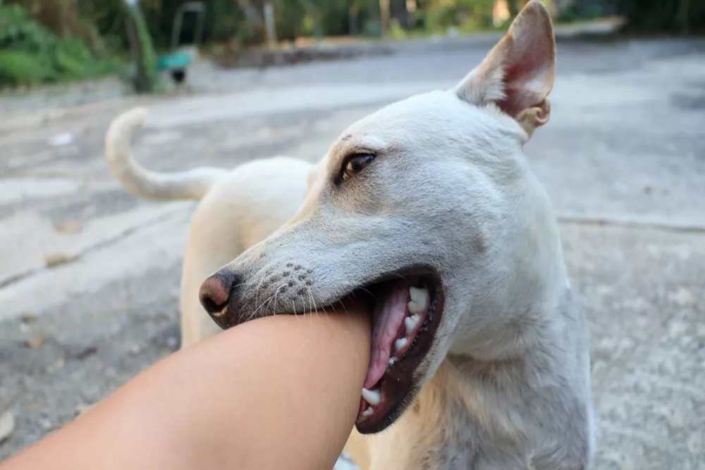 Kasus Minor, Pemda DIY Tak Bisa Tindak Jual-Beli Daging Anjing