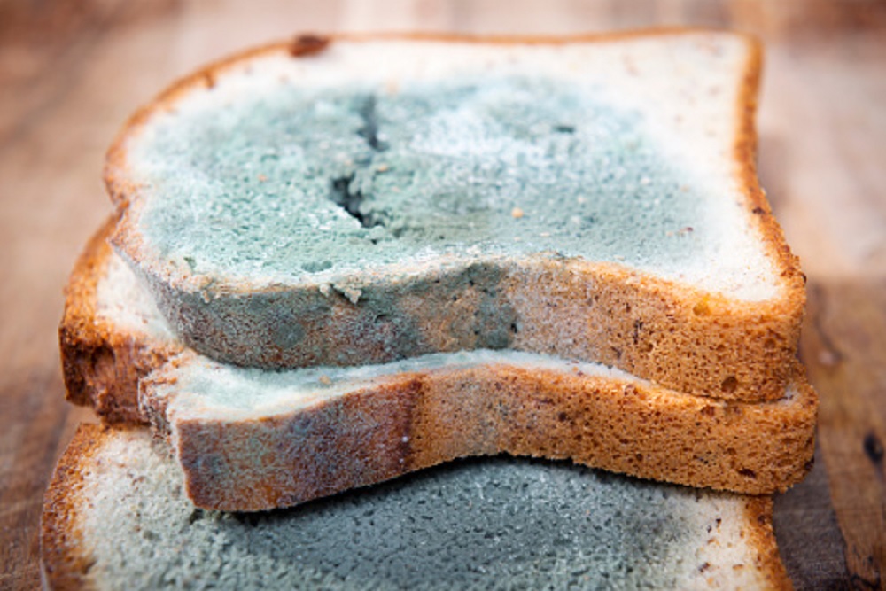 Bahaya di Balik Jamur pada Makanan Sehari-hari