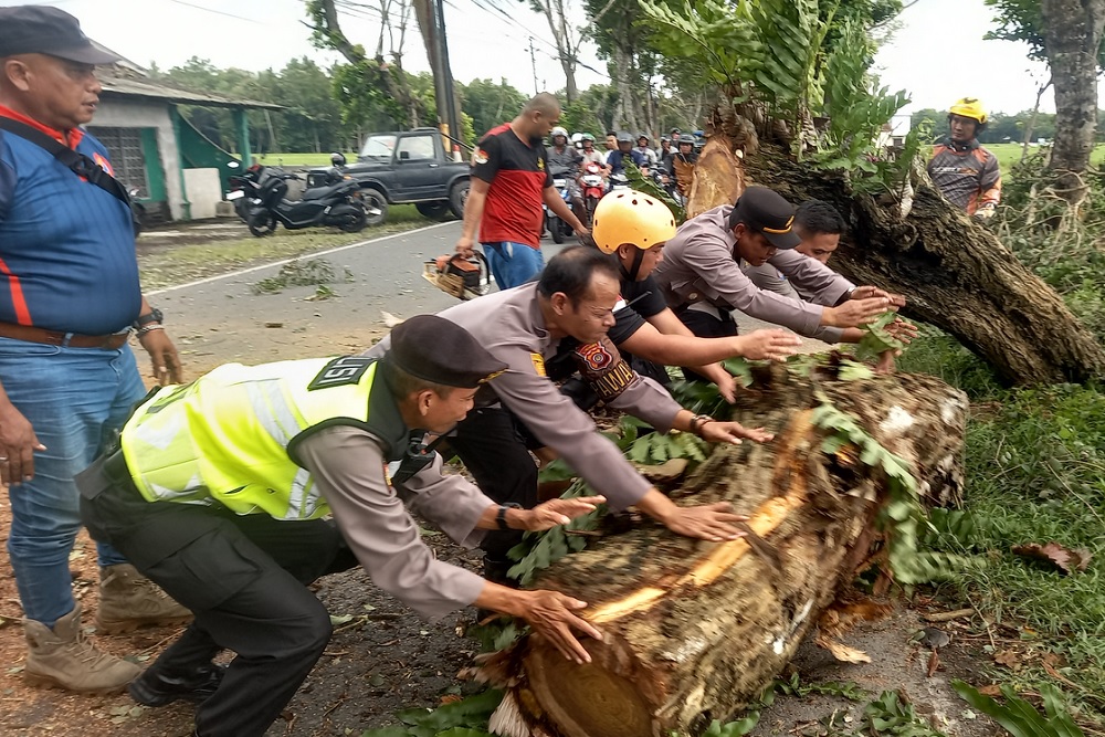Pohon 10 Meter Tumbang di Kulonprogo, Jalan Sempat Macet