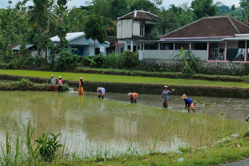 Gunungkidul Galakkan Pertanian Terpadu Libatkan Warga