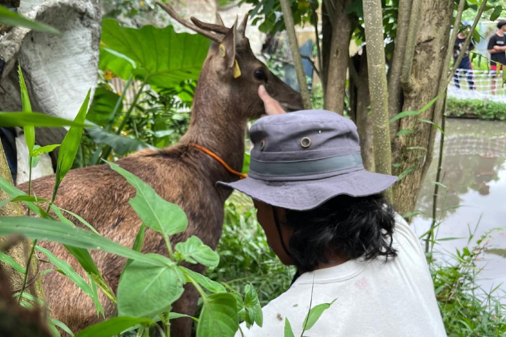 Rusa Timor Lepas di Gamping Ditemukan dalam Kondisi Stres