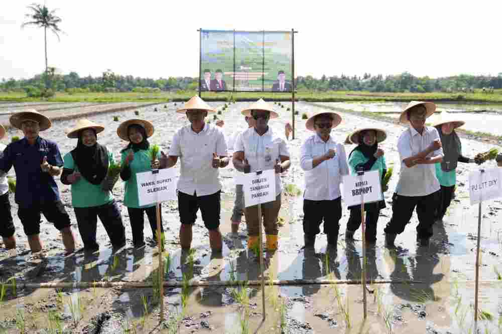 Sleman Kembangkan Kampung Peramalan Hama Pertanian