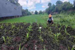 Produksi Jagung Bantul Tak Cukupi Pakan Ayam Satu Juta Ekor